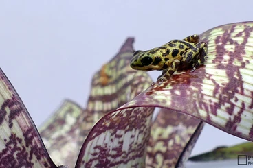 Pfeilgiftfrösche kaufen und verkaufen Foto: Oophaga pumilio Bastimentos +++ LAST CALL FOR HAMM