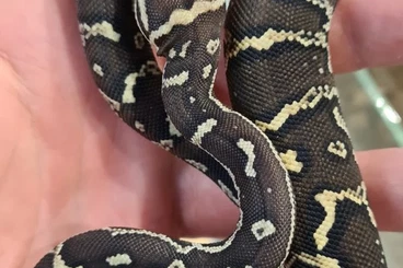 Pythons kaufen und verkaufen Foto: Python anchietae CB 2025 for Hamm March 14/ 14.03.2026