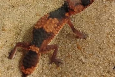 Lizards kaufen und verkaufen Photo: Nephrurus l.levis, Nephrurus wheeleri