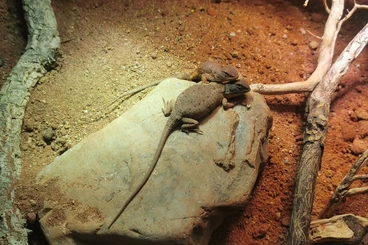 Agamen kaufen und verkaufen Foto: Suche 1.0 Tympanocryptis centralis