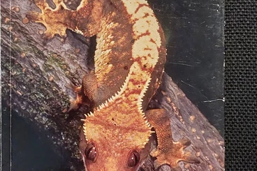 Books & Magazines kaufen und verkaufen Photo: Diverse Terraristik-Bücher abzugeben