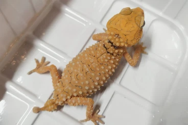 Geckos kaufen und verkaufen Photo: Nephrurus amyae