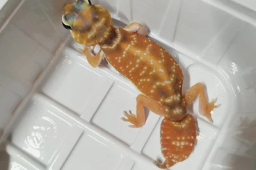 Geckos kaufen und verkaufen Photo: Nephrurus levis levis