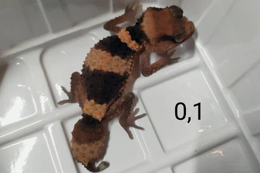Geckos kaufen und verkaufen Photo: Nephrurus cinctus