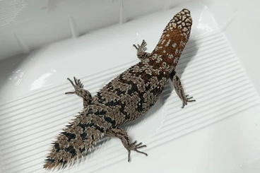 Skinks kaufen und verkaufen Photo: Egernia depressa