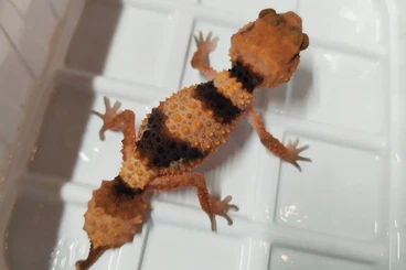 Geckos kaufen und verkaufen Photo: Nephrurus cinctus.