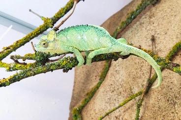 Chamäleons kaufen und verkaufen Foto: Import Kenya - Chameleons - Živá exotika 7.2 , Houten 8.2