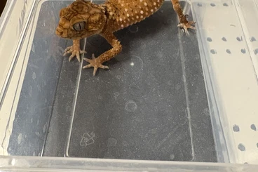 Geckos kaufen und verkaufen Photo: Nephrurus amyae (different sizes)