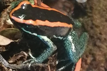 Poison dart frogs kaufen und verkaufen Photo: Phyllobates vittatus abzugeben