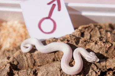 Snakes kaufen und verkaufen Photo: Heterodon nasicus Toxic Superconda, Candy u.a. für Hamm