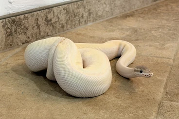 Schlangen kaufen und verkaufen Foto: 1,1 Python regius DNZ 23 & 24