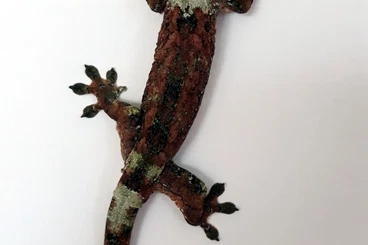 Echsen  kaufen und verkaufen Foto: Juveniles 2025 available for Hamm