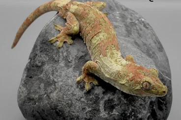 Lizards kaufen und verkaufen Photo: Hamm/Houten: Amphiglossus, Chahouas, Leachianus, Lyriocephalus etc