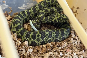 Giftschlangen kaufen und verkaufen Foto: Div. Nachzuchten abzugeben