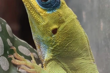 Echsen  kaufen und verkaufen Foto: =======HAMM 14-3-2026=======