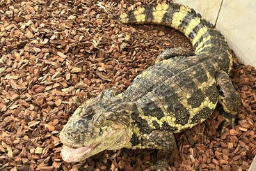 andere Echsen kaufen und verkaufen Foto: Verschiedene Panzerechsen !! Alligatoren - Kaimane - Krokodile