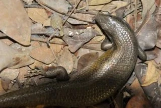 Skinke kaufen und verkaufen Foto: Vielstreifenskink (Eutropis multifasciata)