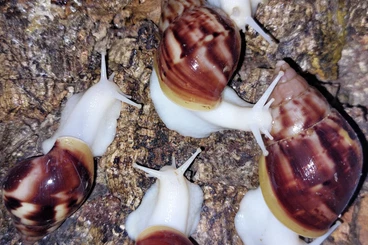 Mollusca kaufen und verkaufen Photo: 5x Lissachatina Fulica White Jade, Achatschnecken