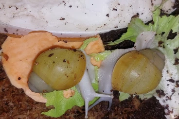 Mollusca kaufen und verkaufen Photo: Archachatina marginata Ovum Albina, Achatschnecken