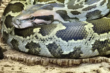 Pythons kaufen und verkaufen Photo: Looking for Python molurus molurus