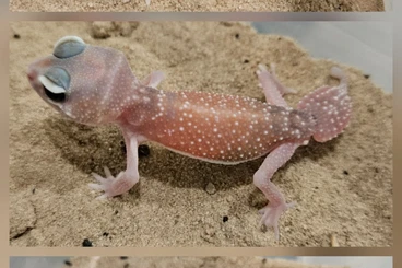 Geckos kaufen und verkaufen Photo: Nephrurus levis levis