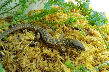 Skinke kaufen und verkaufen Foto: Lepidophyma smithii Nachtechse