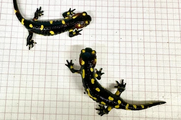 salamanders kaufen und verkaufen Photo: Salamandra salamandra  morenica