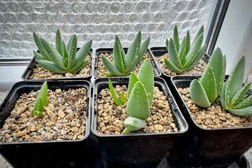 other plants kaufen und verkaufen Photo: Köcherbaum Aloiodendron dichotomum