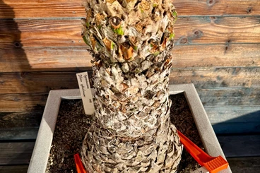 Plants kaufen und verkaufen Photo: Dioon spinulosum, Palmfarn