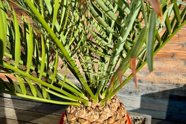Plants kaufen und verkaufen Photo: Encephalartos lehmannii, Palmfarn