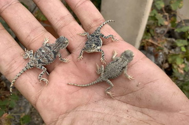 Echsen  kaufen und verkaufen Foto: Barcelona - Lyon - Mulhouse - Karlsruhe - Nuremberg - Pilsen - Prague