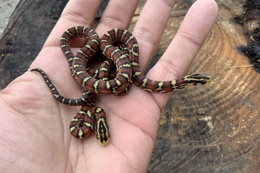 Lizards kaufen und verkaufen Photo: Houten / Hamm / Milano / Verona