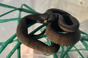 Echsen  kaufen und verkaufen Foto: HOUTEN HAMM VERONA EXPORT