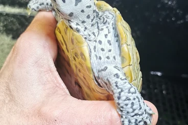 Turtles kaufen und verkaufen Photo: 2.2 Malaclemys terrapin centered/concentric. 2021/22