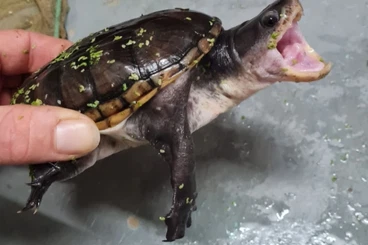 Sumpfschildkröten kaufen und verkaufen Foto: Claudius Angustatus Female