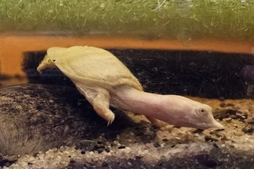 Sumpfschildkröten kaufen und verkaufen Foto: Pelodiscus sinensis albini