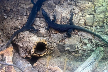 Warane kaufen und verkaufen Foto: Black Tree Monitor CB 2026