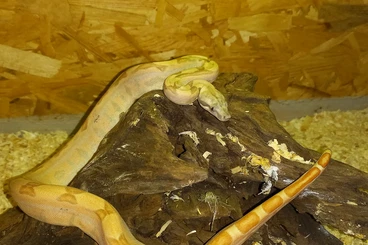 Boas kaufen und verkaufen Photo: Boa constrictor Imperator  Nz2025