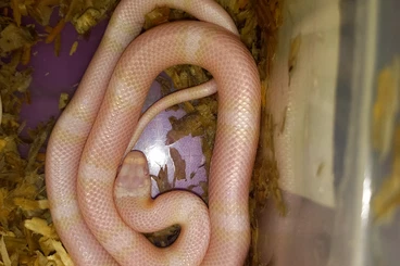 Colubrids kaufen und verkaufen Photo: Lampropeltis Hondurensis Nz.2025
