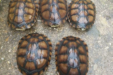 Schildkröten  kaufen und verkaufen Foto: cuora amboinensis + mouhoti + flavo