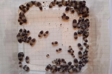 Krebstiere terrestrisch  kaufen und verkaufen Foto: Cubaris sp Panda King 200 für 60€ 100 für 35€