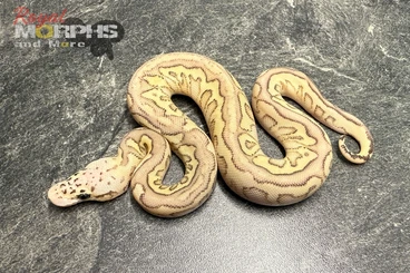 Ball Pythons kaufen und verkaufen Photo: Diverse Königspythons NZ 2025 bis adult