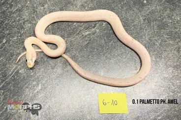 Colubrids kaufen und verkaufen Photo: Biete Kornnattern NZ 2025