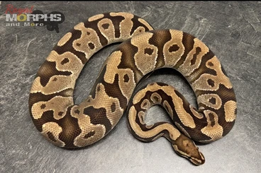 Königspythons kaufen und verkaufen Foto: Königspythons erfolgreiche Zuchttiere