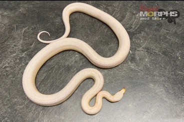 Colubrids kaufen und verkaufen Photo: Biete Kornnatter Zuchttiere