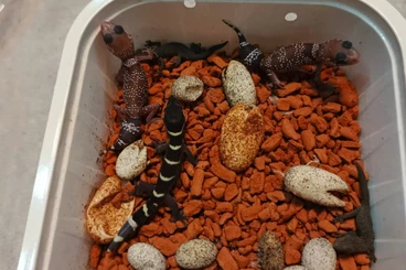 Geckos kaufen und verkaufen Photo: Strophururs, Heteronotia, Nephrurus