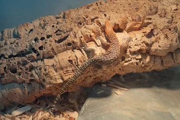 Monitor lizards kaufen und verkaufen Photo: Varanus pilbarensis male 2022