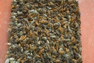Insekten kaufen und verkaufen Foto: Isopods for Hamm 14/3-2026