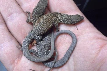 Monitor lizards kaufen und verkaufen Photo: 1.1 Varanus kingorum CB 25