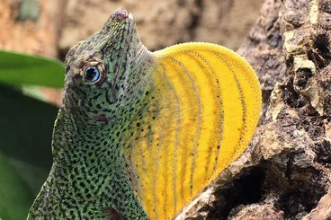 Echsen  kaufen und verkaufen Foto: Looking for 0.1 Anolis transversalis